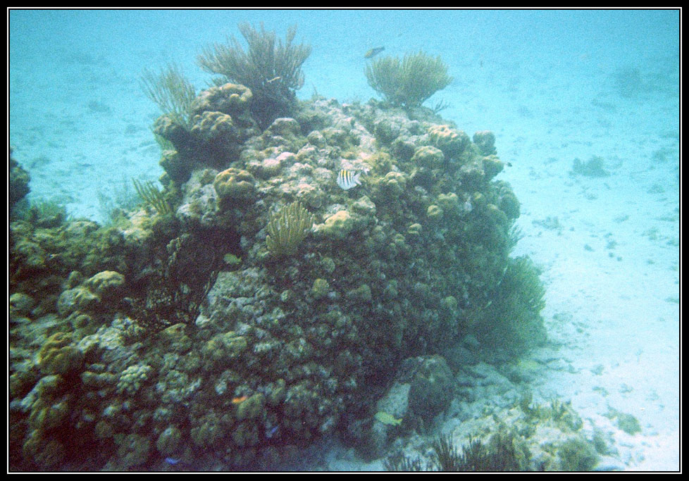 12 Reef near sandbar with some fish